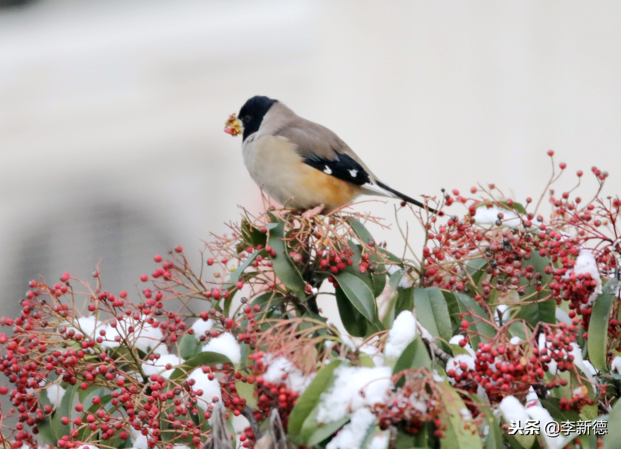 合肥拍到的小鸟,安徽有乌鸫鸟