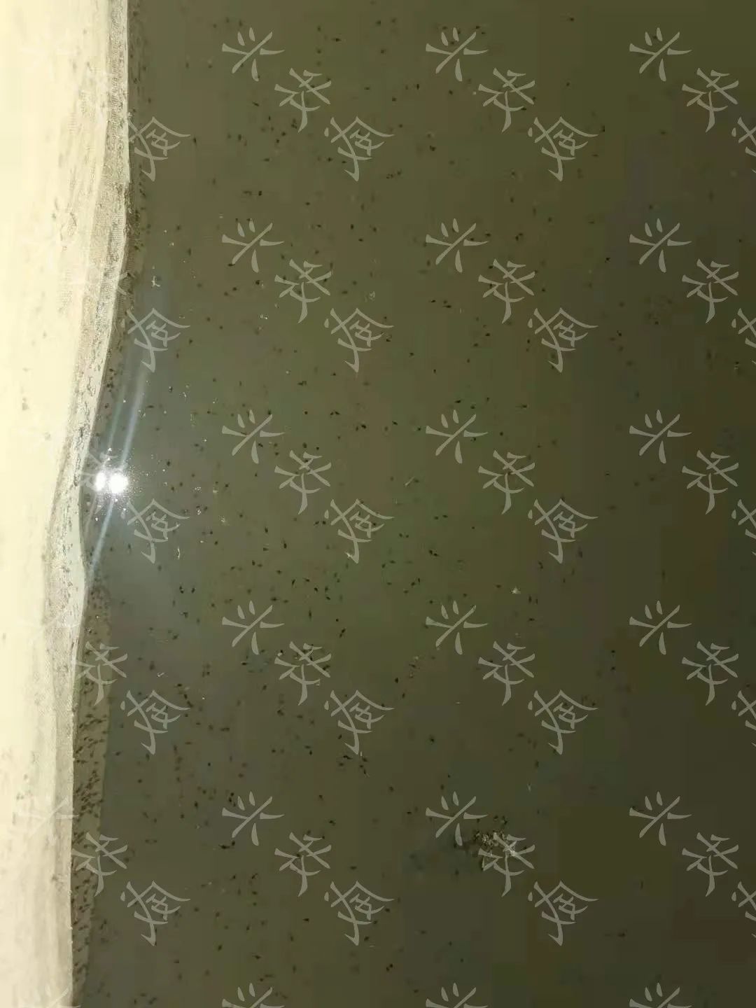 蝌蚪养殖解毒的重要性,蝌蚪养殖怎样预防生病的发生呢