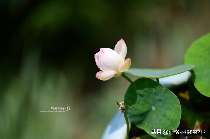 碗莲种子种植步骤及注意事项,碗莲种植方法超简单的快来看看吧