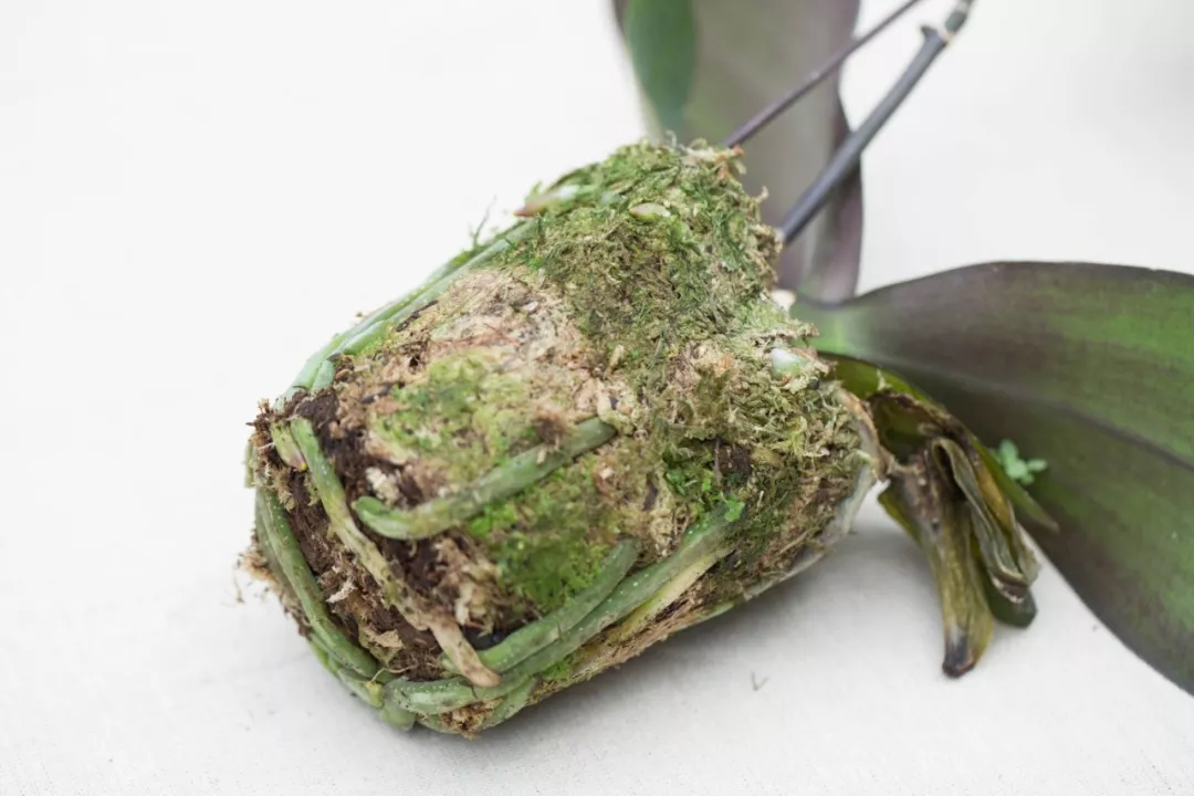 蝴蝶兰难养,蝴蝶兰开花后需要做好的养护要点