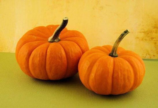 种植南瓜出蛆原因,种的南瓜总是烂怎么办