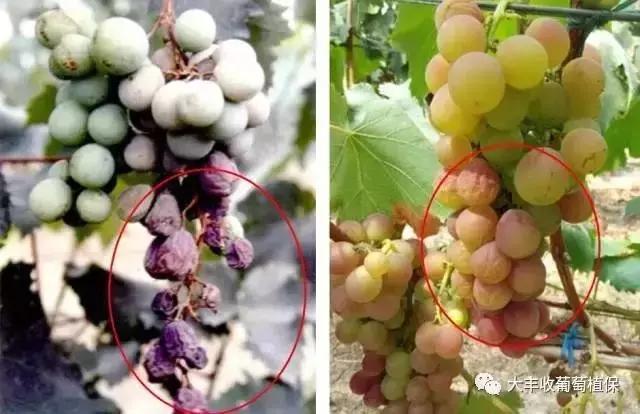 葡萄掉粒子是怎么回事,葡萄穗子掉粒是怎么回事呢