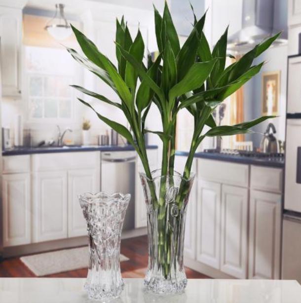 富贵竹长红蜘蛛怎么办,富贵竹灭红蜘蛛最有效的土方