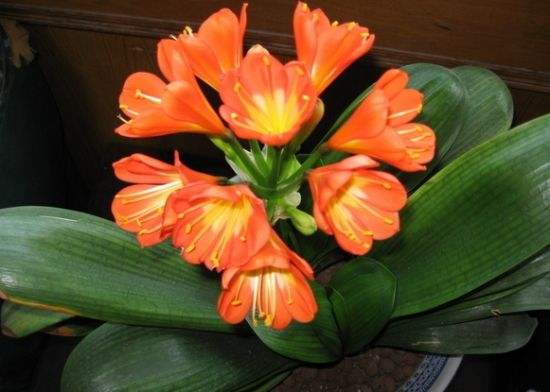 君子兰叶片轻微冻伤还能恢复吗,君子兰冻伤了叶子全冻坏了怎么办