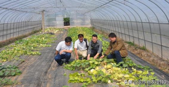 2021年温室大棚甜瓜种植技术,最好的大棚甜瓜种植方法