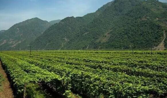 通化葡萄酒最新信息,吉林通化葡萄酒价格