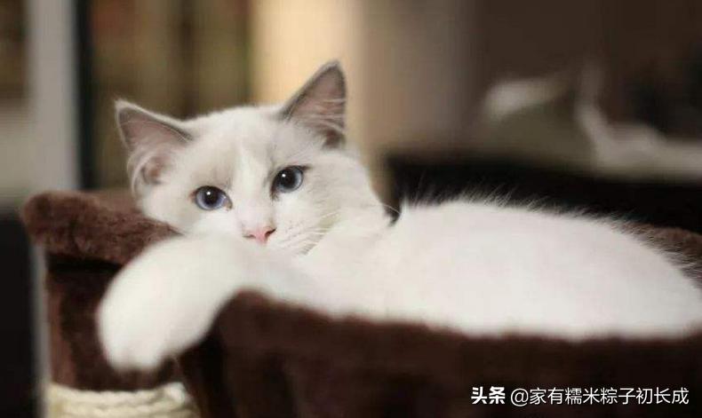 猫咪呕吐如何判断是猫粮有问题,猫咪呕吐如何确定是猫粮问题