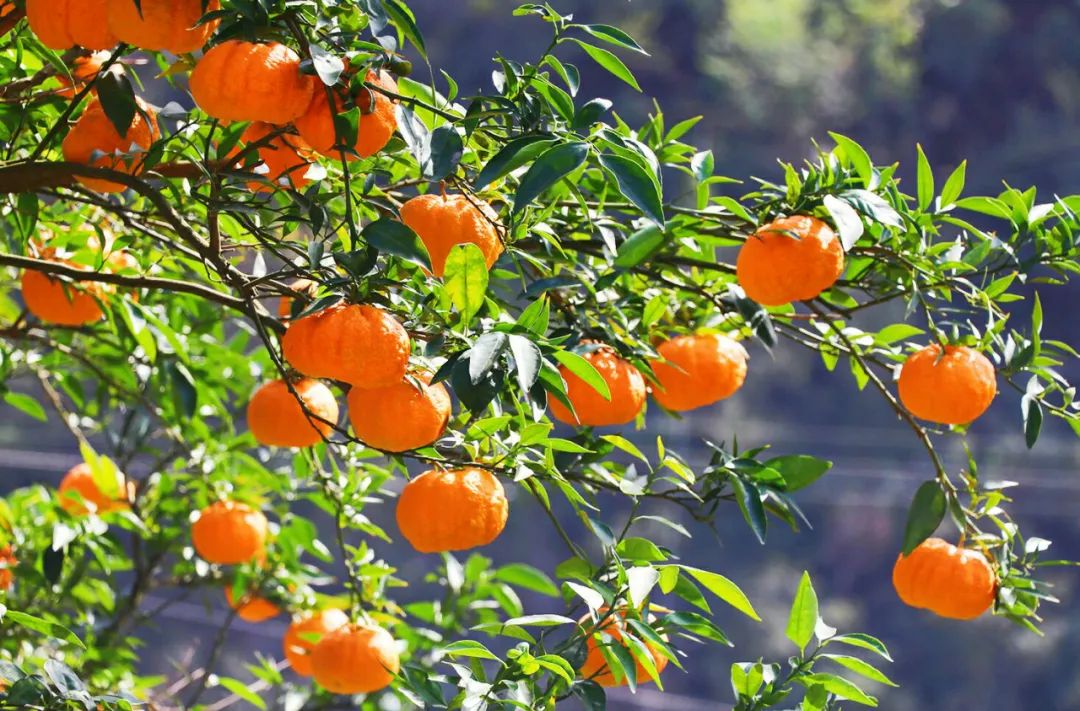 洛克徒步木里到稻城翻的是哪座山,秘境四川甘孜