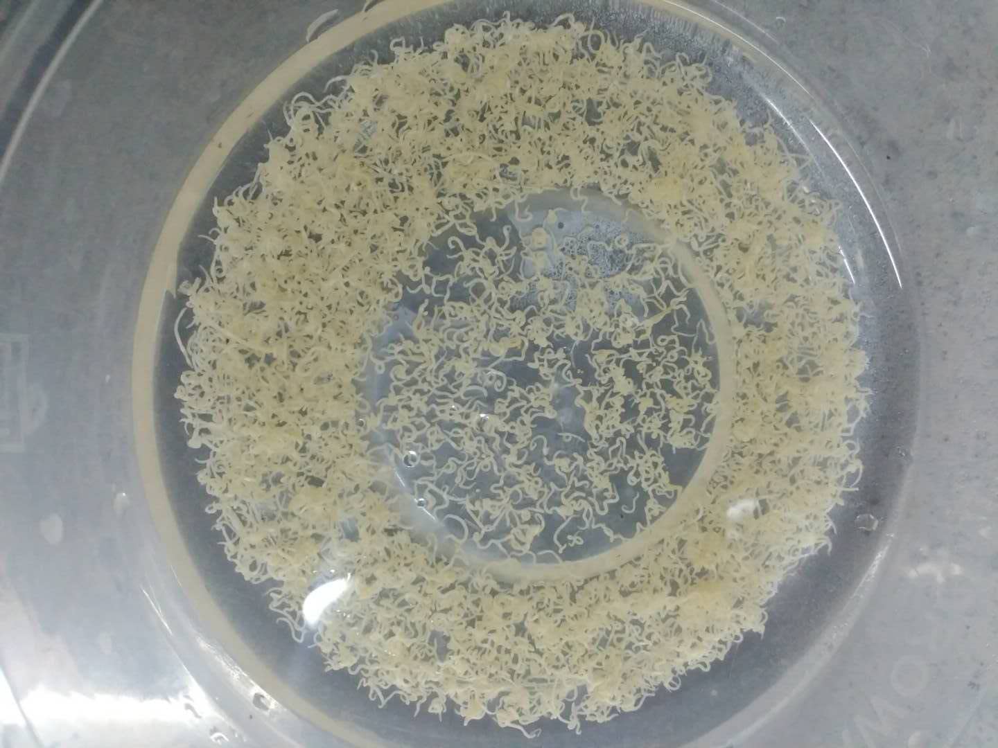 白线虫在土里,白线虫最佳治疗方法