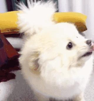 狗子吃醋女朋友,狗子喜欢女朋友怎么办