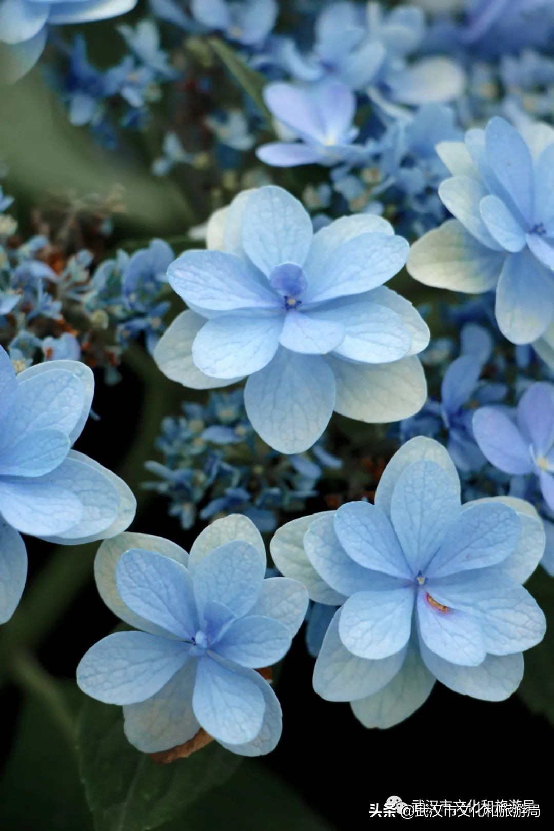 2019年4月武汉赏花攻略,武汉秋季赏花推荐最新