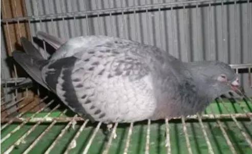 甲硝唑治鸽子毛滴虫需要几天,鸽子毛滴虫用甲硝唑可加土霉素吗