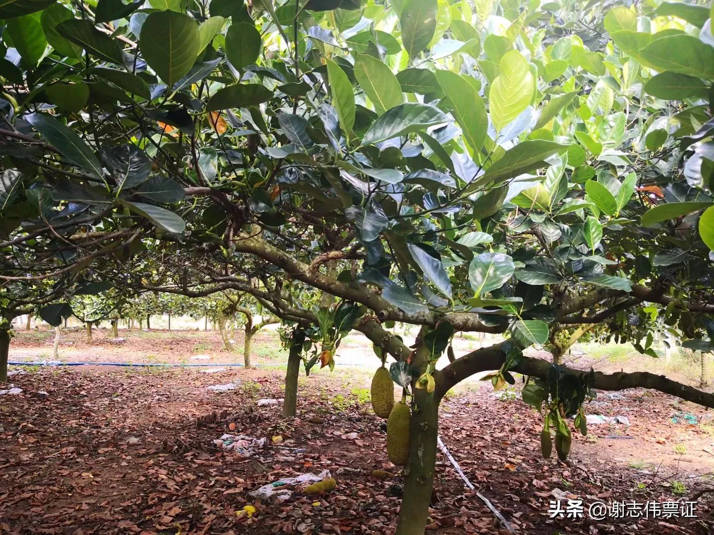 海南菠萝蜜旅游攻略,海南旅游菠萝蜜免费吃