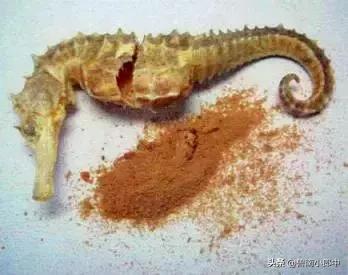 海马强肾丸厉害之处,海马搭配什么可散结清热