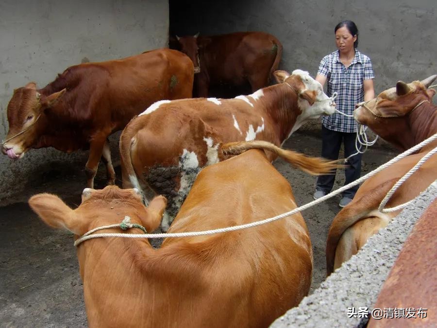 农特产品助推乡村振兴,农特产品上行闯新路