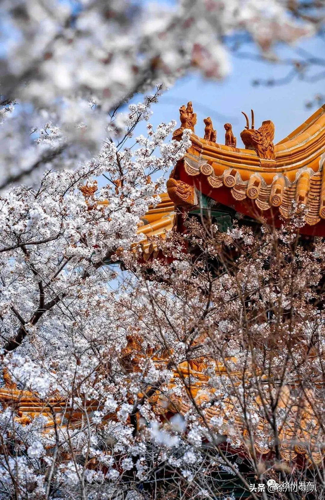 徐州彭祖园樱花节几号开始,徐州彭祖园樱花树开的太美了