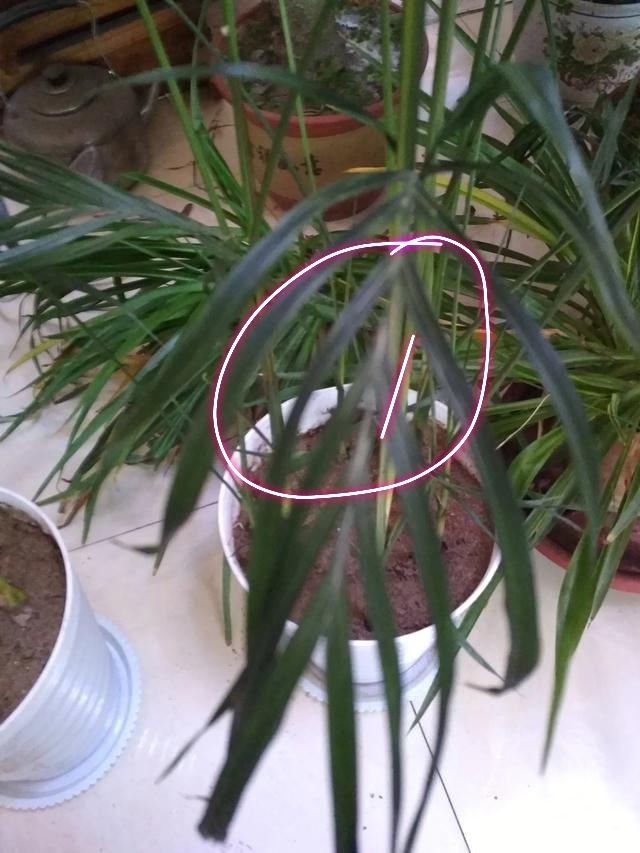 散尾葵叶子冻伤了还能活吗,散尾葵浇水过多叶子变黄怎么拯救