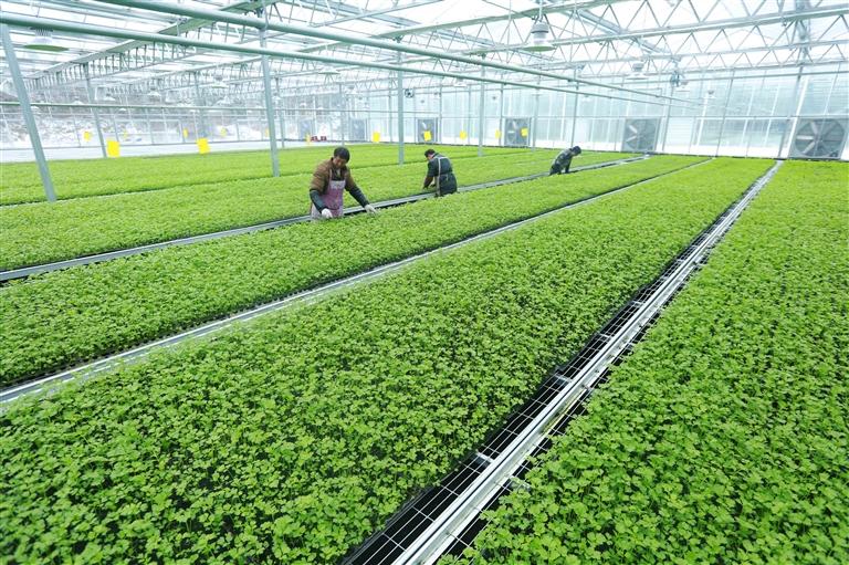 芹菜大棚种植技术和方法,温室种植芹菜有哪些科学育苗方法