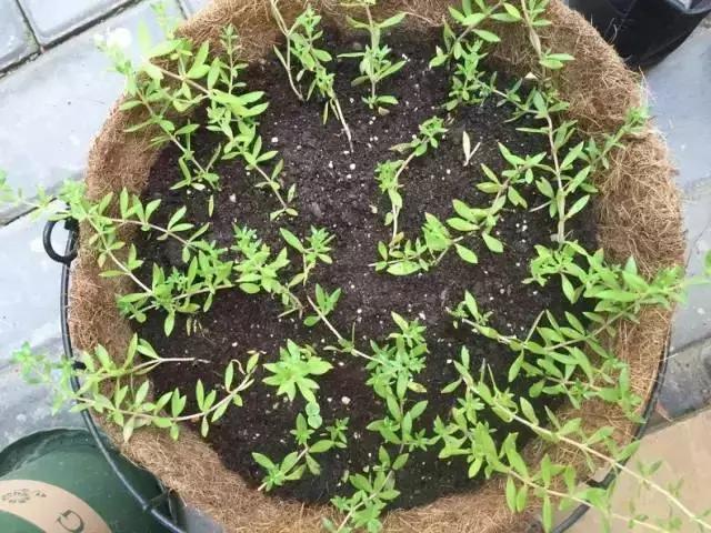 平房小户型房屋改造,40平出租房改造图片