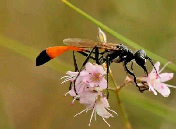 昆虫界只会在育儿期间能成为“捕猎高手”的一种神奇的蜂类