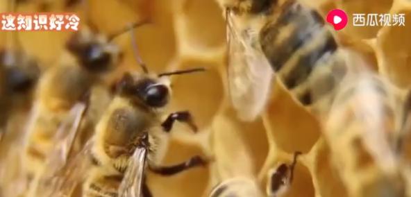 蜜蜂蜇完人留下的刺为什么在动,蜜蜂蜇完人后蜜蜂为什么会死视频