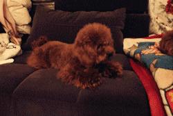 适合女生养的中小型犬排行榜,小型犬女生