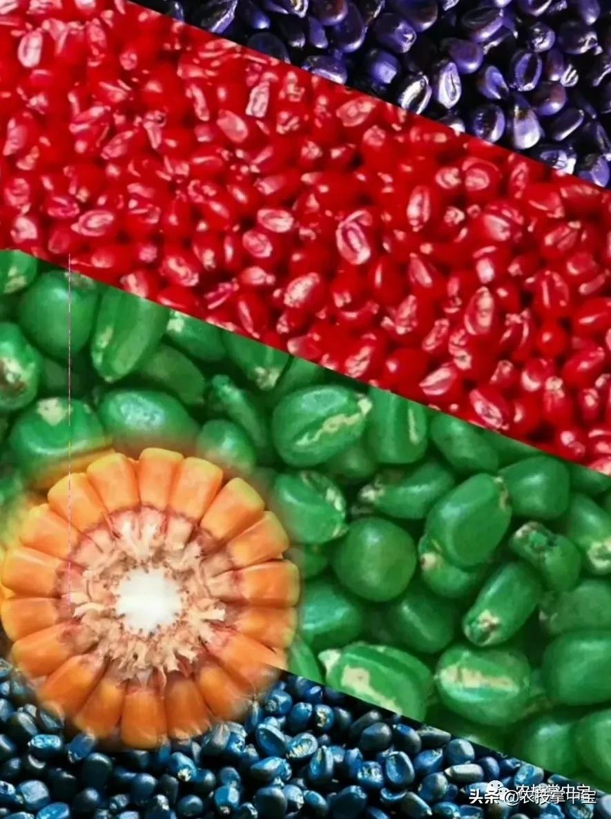 玉米大粒好还是小粒好,选玉米种子的标准是什么