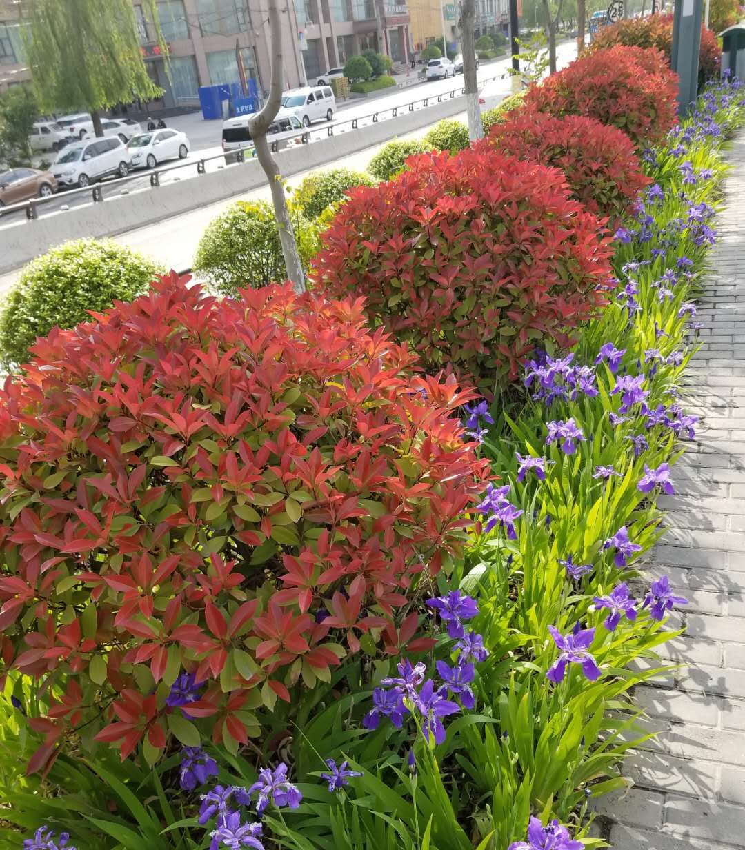 植物树球造型图片,园林灌木树球