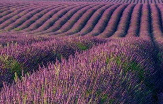 薰衣草浇水的正确方法,薰衣草怎么施肥最好