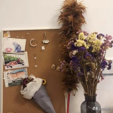 猫咪平替好物推荐,提高猫咪生活质量的几款好物