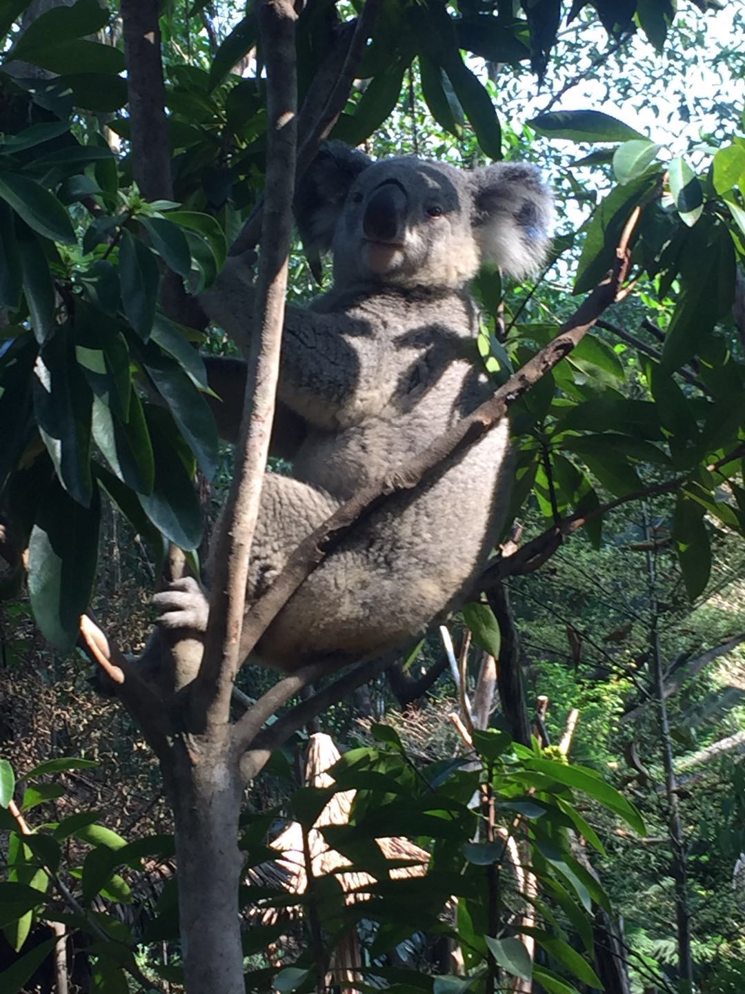 哪里有大熊猫动物园,哪些动物园值得看大熊猫