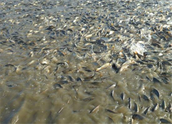 旱田莲藕泥鳅黄鳝套养技术视频,黄鳝泥鳅套养视频