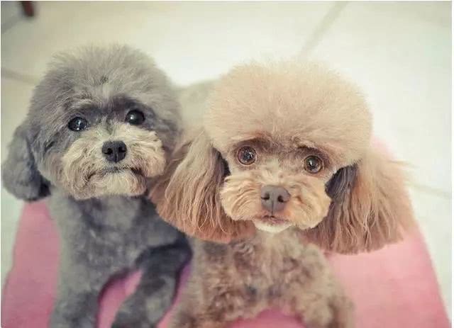 泰迪狗的寿命一般有多长,泰迪狗一般可以活多少年