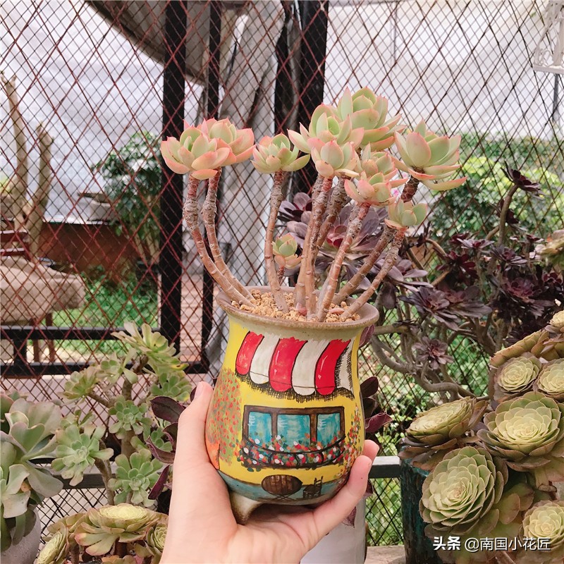 夏季阳台上高温闷热养多肉怎么办,高温天气养多肉