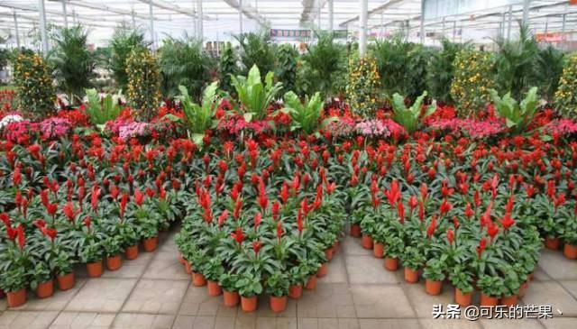 现在进石家庄批发市场要什么 (石家庄各个批发市场在哪)