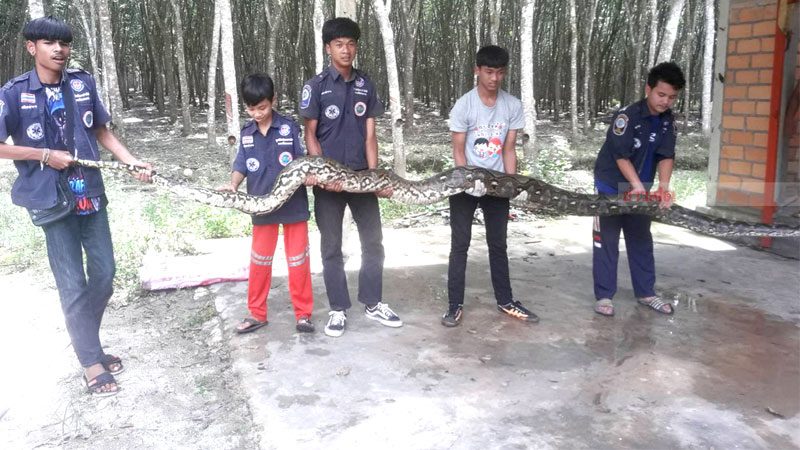 新加坡男子虐待小狗,泰国男子虐待15岁的狗