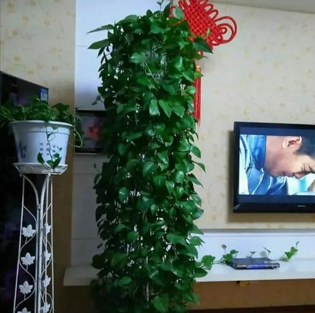 绿萝怎么造型更好看,大绿萝怎么做造型好看