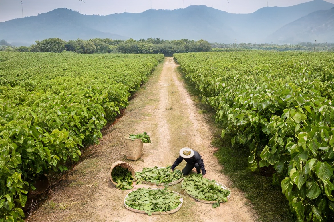 相宜本草中草药护肤,相宜本草的护肤过程