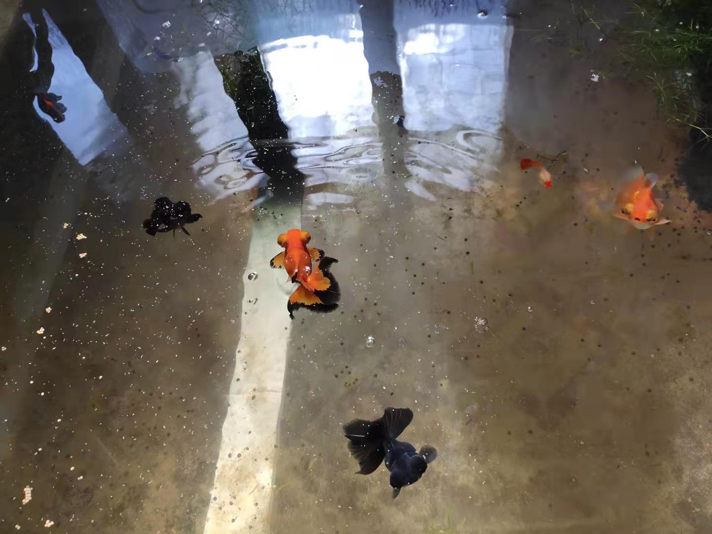 观赏鱼怎么捉,用渔网捉小鱼