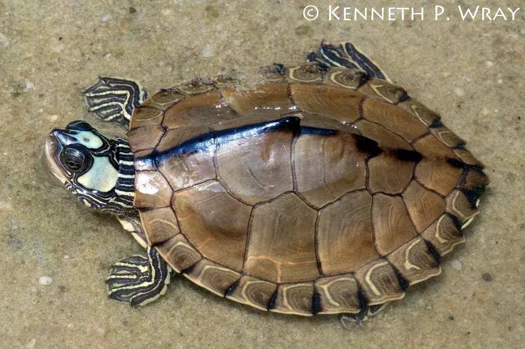 地图龟6-7厘米是成年龟吗,地图龟12cm成年了么