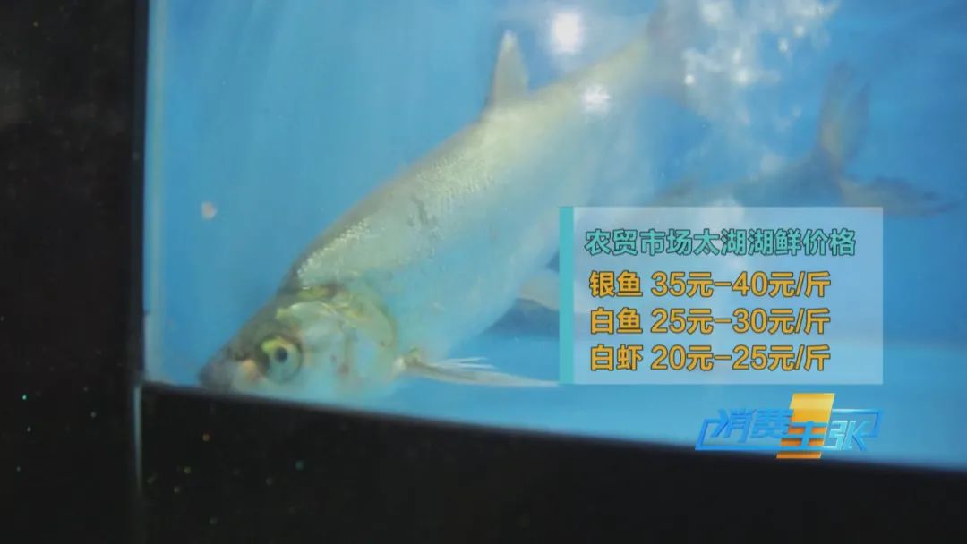 直击太湖开湖现场！鲜美湖鲜大量上市，资深吃货准备好了吗？