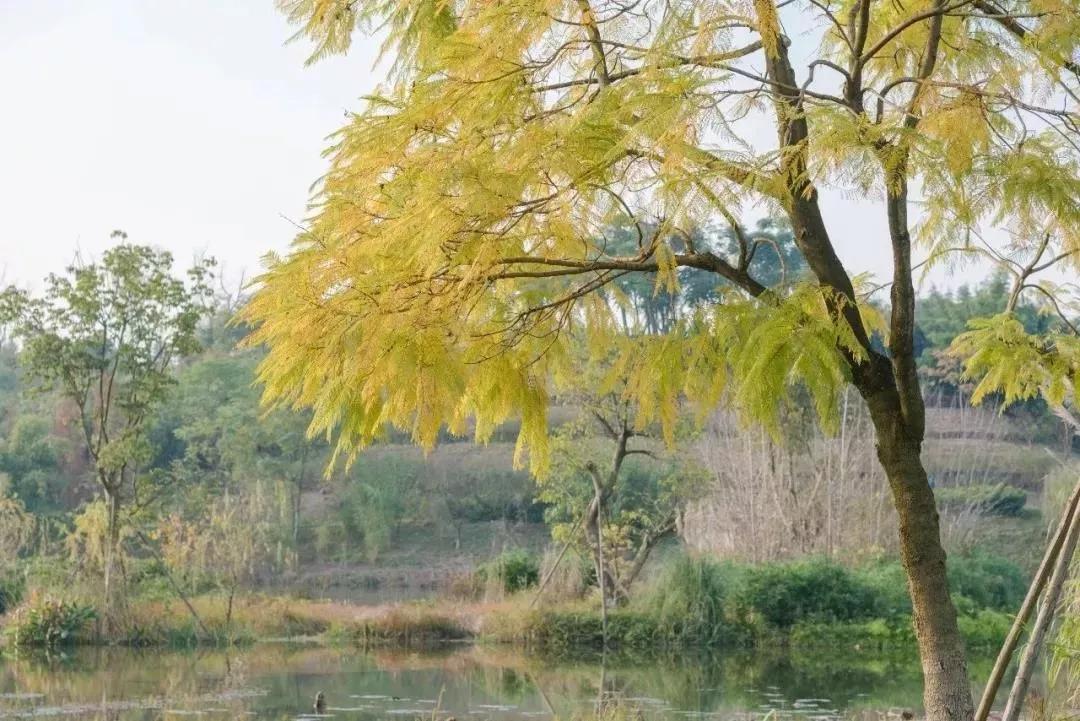 成都最有潜力的花园,成都是个大花园