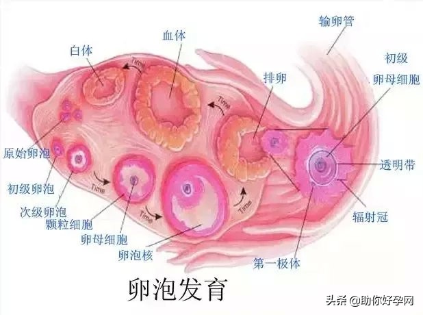 超全面的检测排卵的方法,让我们来教你如何检测!