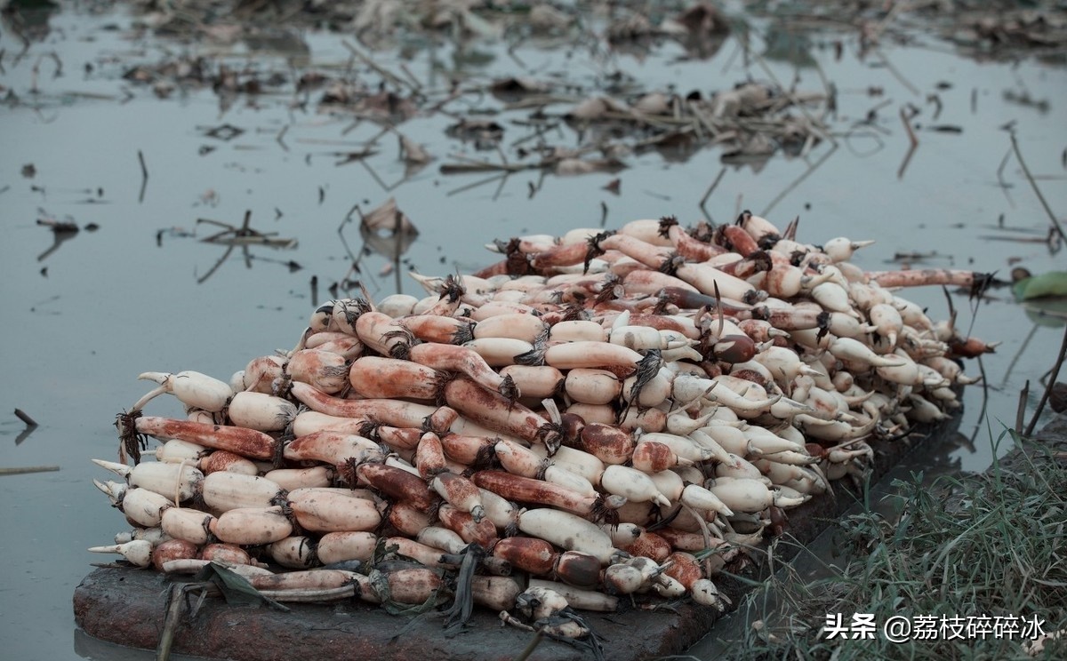 买莲藕怎么挑选莲藕会粉,买莲藕怎样的好吃