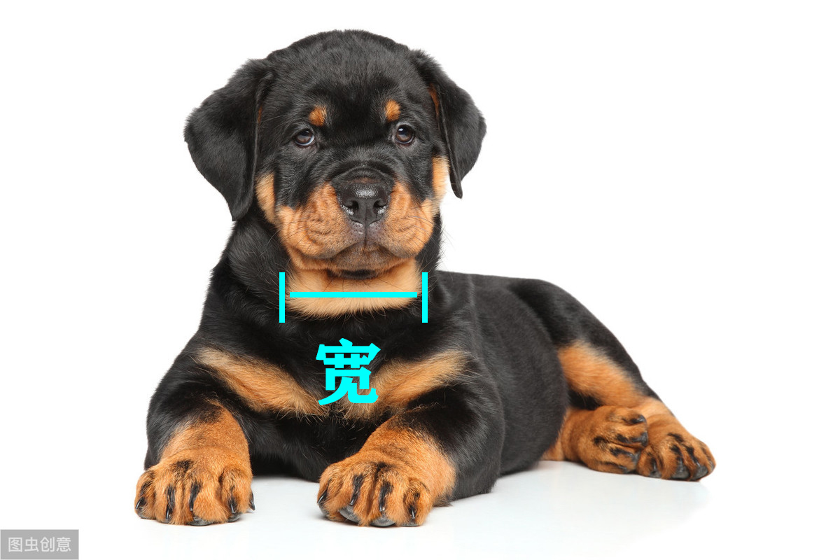 如何看出罗威纳犬是不是纯种 (罗威纳长嘴立耳是纯种的犬吗)