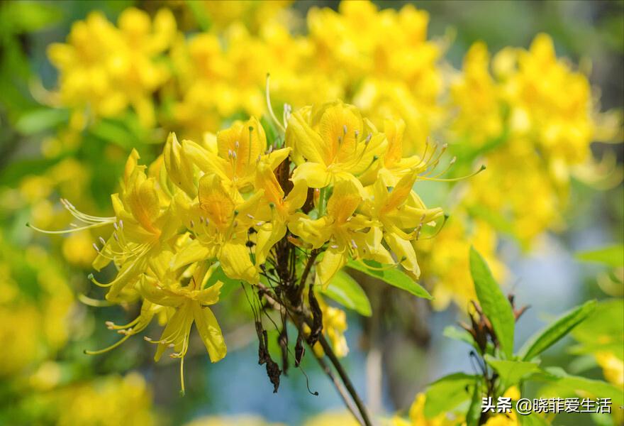 哪些花气味有毒不能养,哪10种花有毒