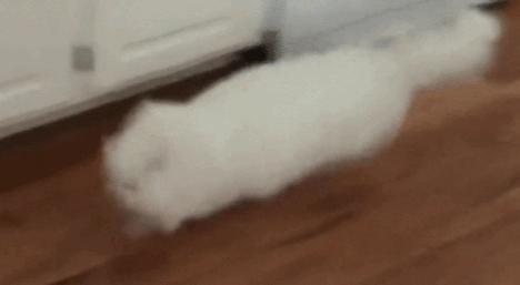 为啥猫猫拉完粑粑之后会疯跑,猫猫每次拉完屎就疯跑