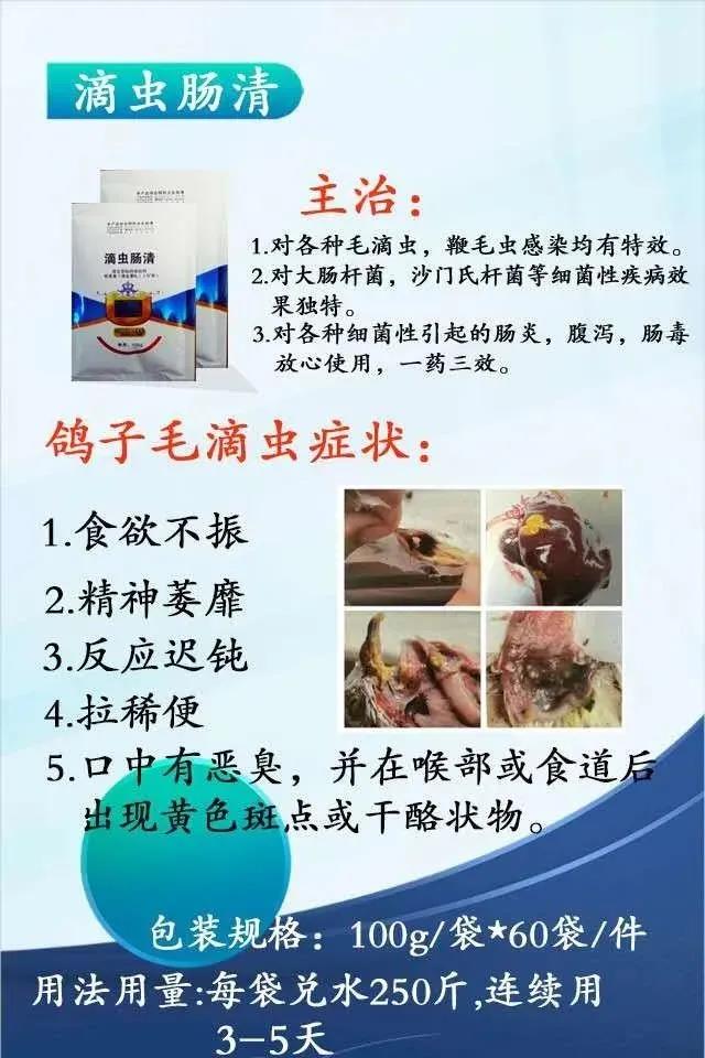 鸽瘟怎么治,鸽瘟最快治疗方法