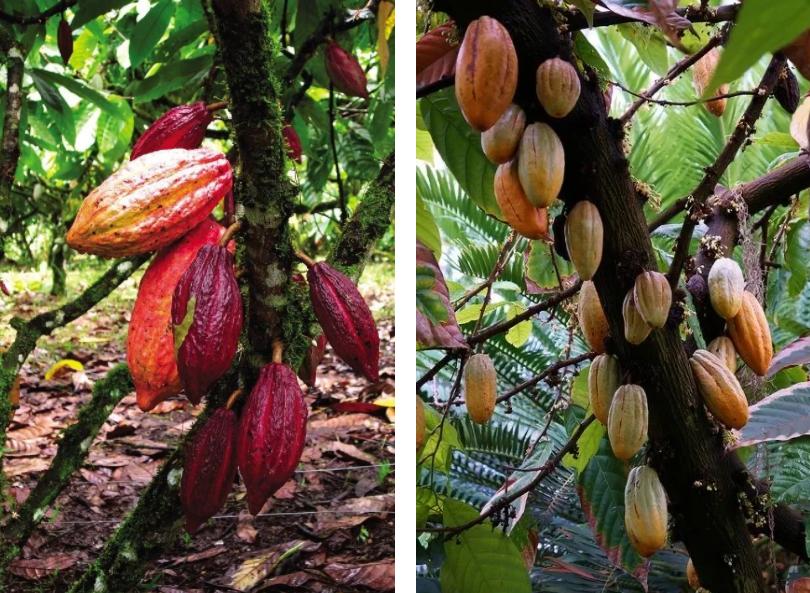 科普巧克力的故事,有关巧克力的知识