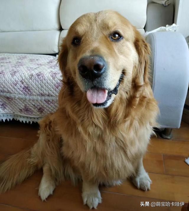 金毛频繁换主人,金毛被救下后开始了报恩